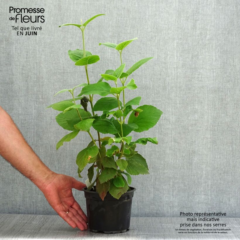 Exemplar von Wolliger Schneeball - Viburnum lantana Topf mit 1,5L/2L wie im Sommer geliefert