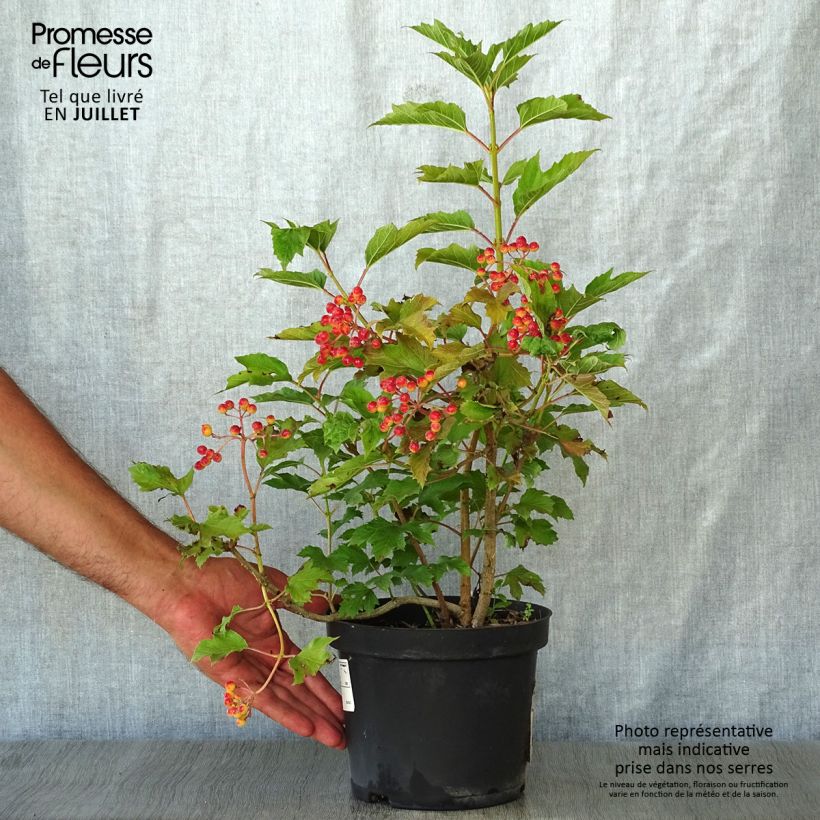 Exemplar von Gewöhnlicher Schneeball Compactum - Viburnum opulus Topf mit 3L/4L wie im Sommer geliefert