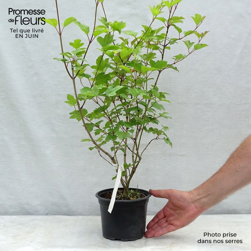 Exemplar von Gewöhnlicher Schneeball - Viburnum opulus Topf mit 2L/3L wie im Sommer geliefert