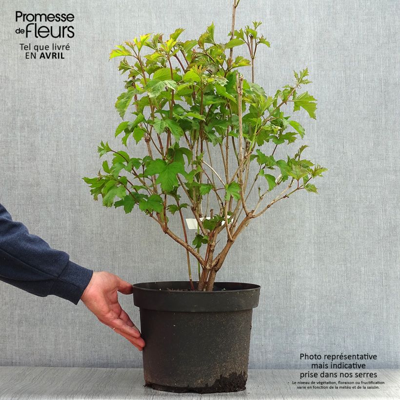 Exemplar von Gewöhnlicher Schneeball - Viburnum opulus Topf mit 7,5L/10L wie im Frühjahr geliefert