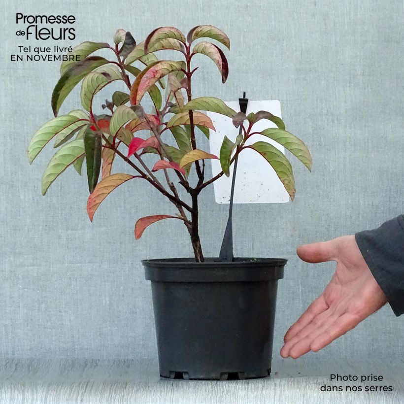 Exemplar von Schneeball Le Bois Marquis - Viburnum Topf mit 3L/4L wie im Herbst geliefert