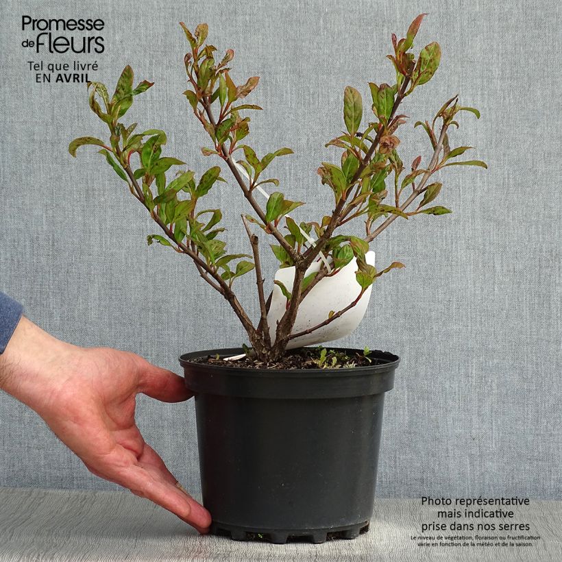 Exemplar von Schneeball Le Bois Marquis - Viburnum Topf mit 3L/4L wie im Frühjahr geliefert