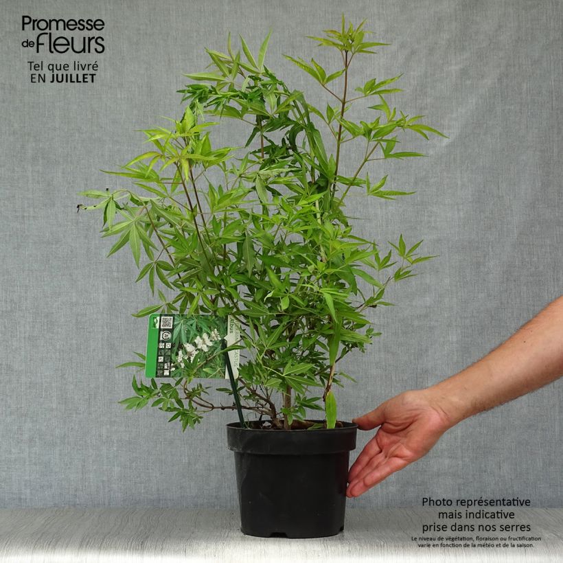 Exemplar von Vitex agnus-castus Albus - Keuschbaum Topf mit 3L/4L wie im Sommer geliefert