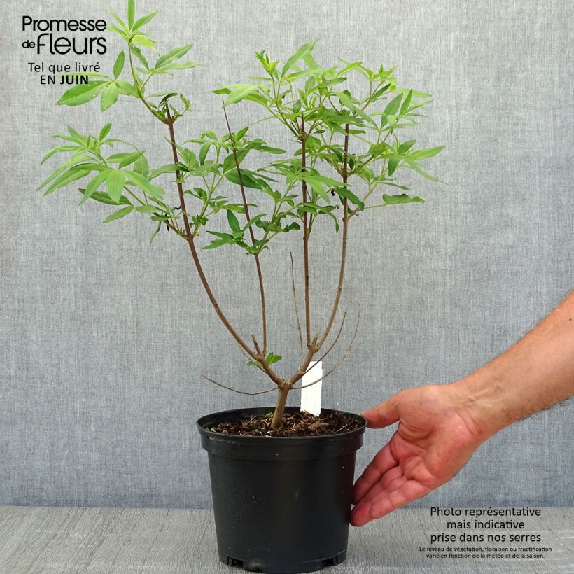 Exemplar von Vitex agnus-castus Latifolia - Keuschbaum Topf mit 2L/3L wie im Sommer geliefert