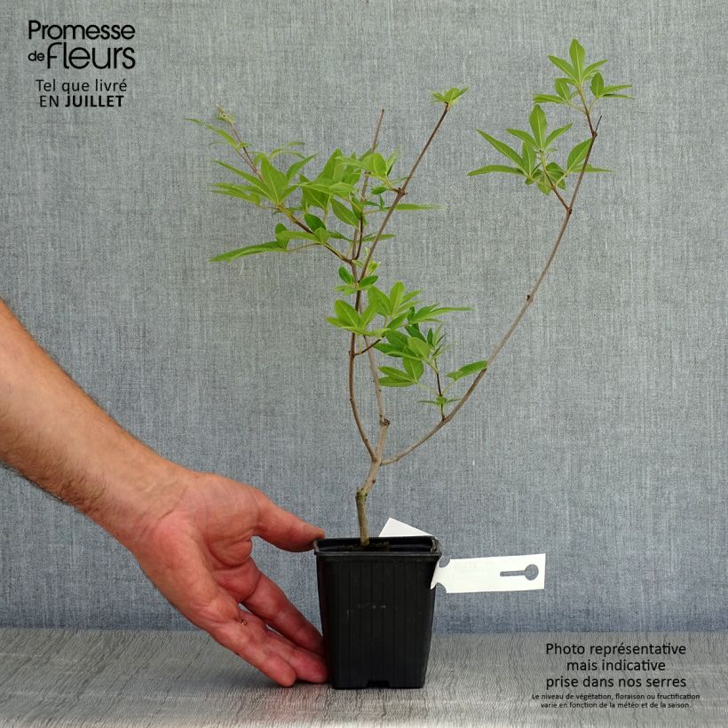 Exemplar von Vitex agnus-castus Latifolia - Keuschbaum Kleine Töpfe von 8/9 cm wie im Sommer geliefert
