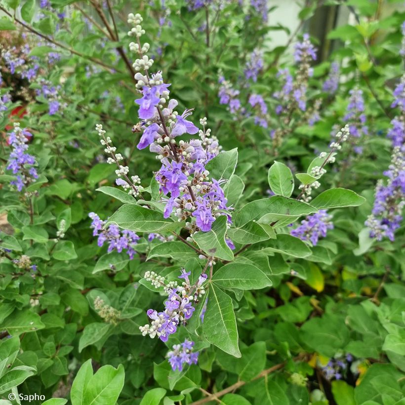 Vitex agnus-castus Chicagoland Blues - Keuschbaum (Blüte)