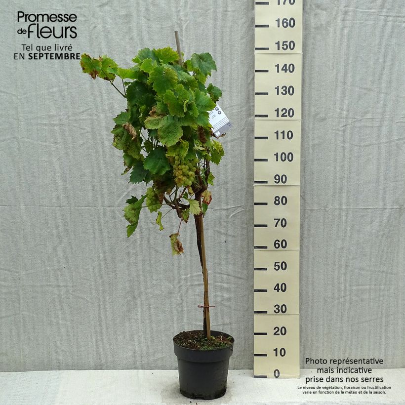 Exemplar von Weinrebe Picurka Topf mit 7,5L/10L wie im Herbst geliefert