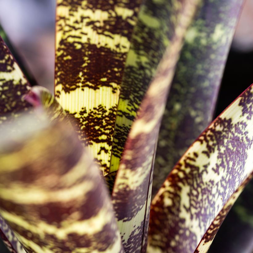 Vriesea Splendide- Bromelie (Laub)