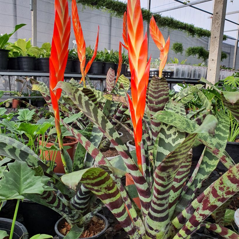 Vriesea Splendide- Bromelie (Hafen)