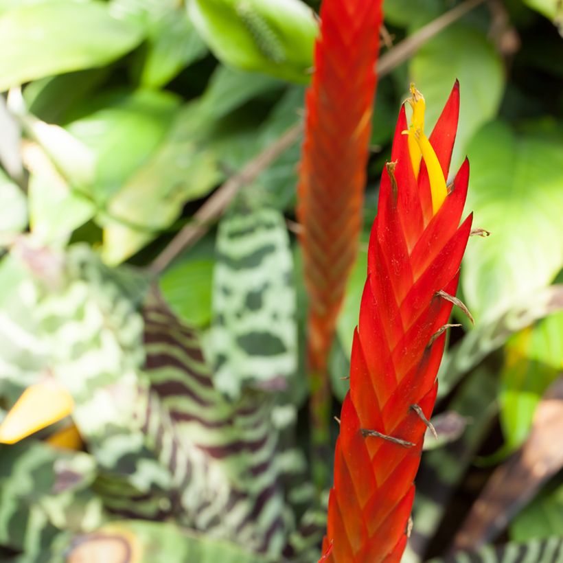 Vriesea Favoriet - Flammendes schwert (Blüte)