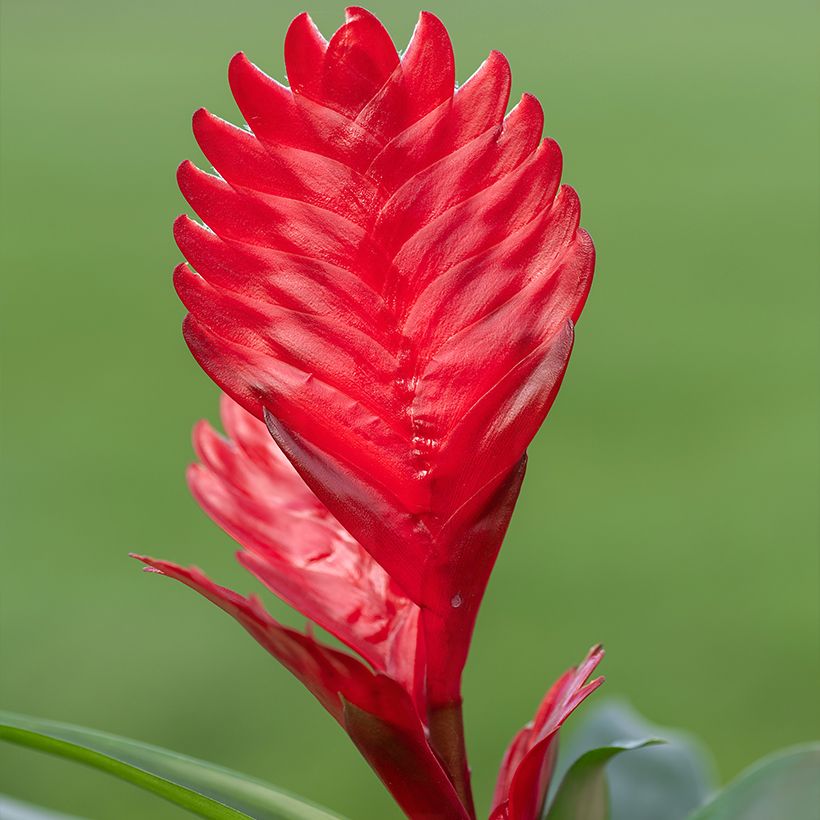 Vriesea Kallisto - Flammendes schwert (Blüte)