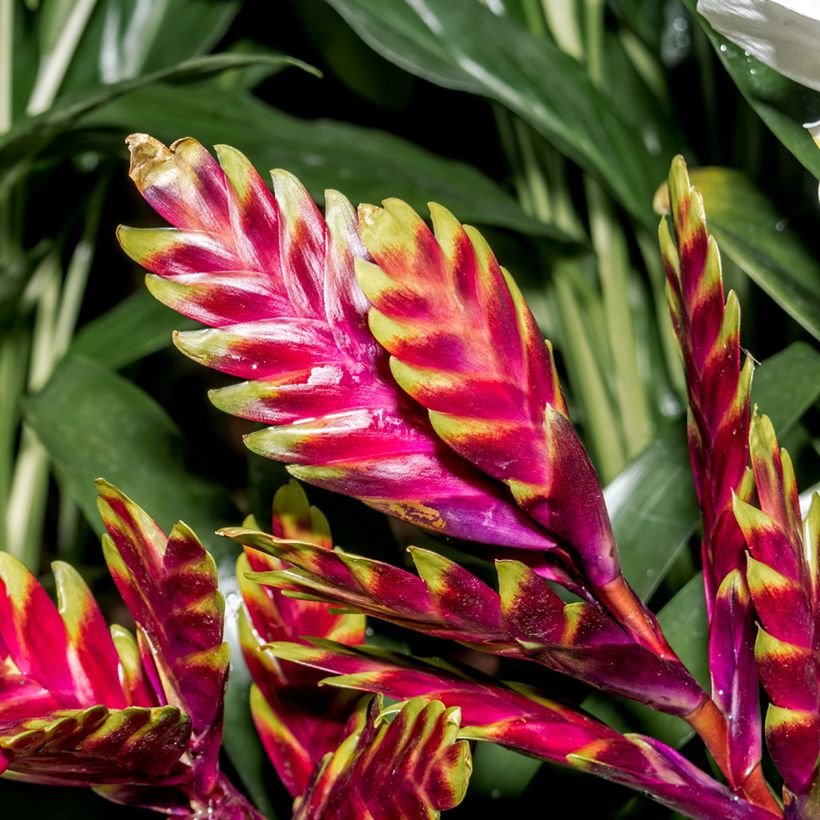 Vriesea Vogue - Flammendes schwert (Blüte)
