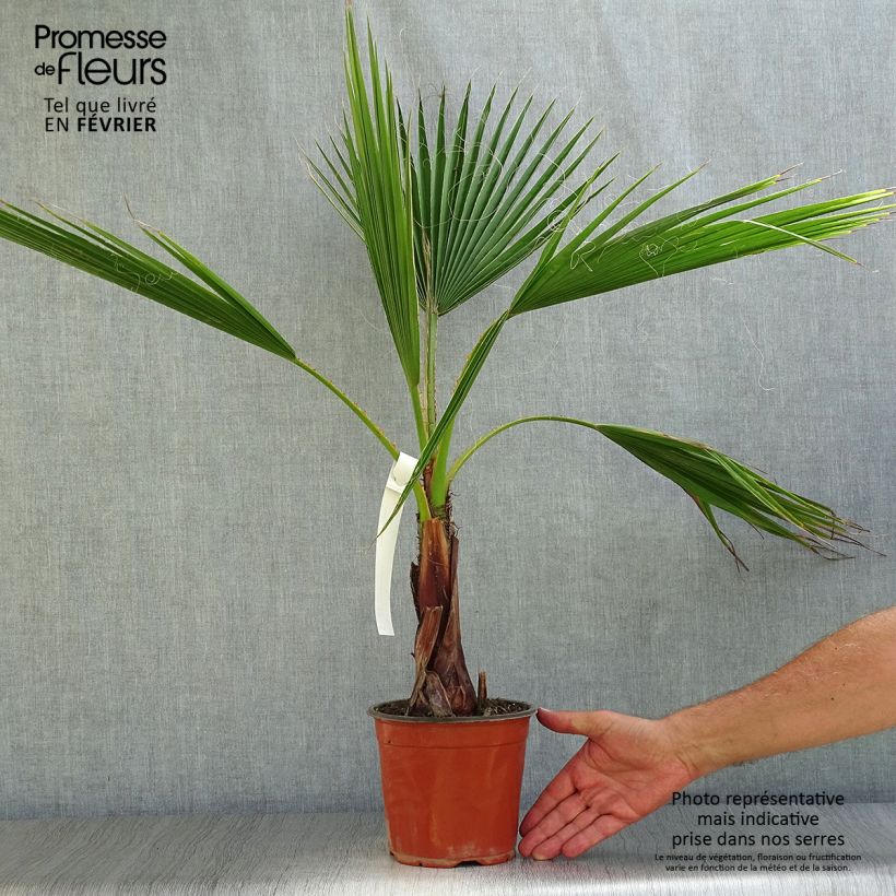Exemplar von Washingtonia robusta - Fächerpalme Topf mit 2L/3L wie im Herbst geliefert