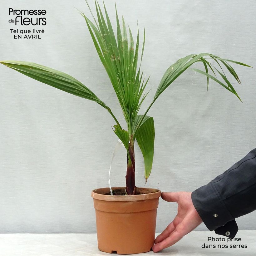 Exemplar von Washingtonia robusta - Fächerpalme Topf mit 2L/3L wie im Frühjahr geliefert