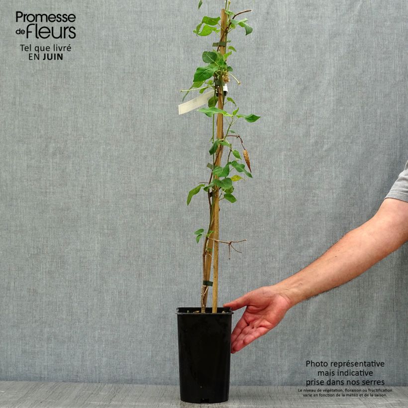 Exemplar von Dregea sinensis - Watakakaschlinge Topf mit 2L/3L wie im Sommer geliefert