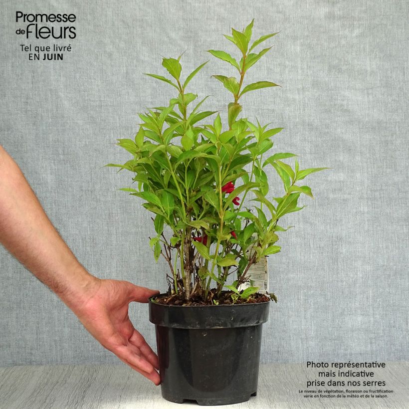 Exemplar von Weigela All Summer Red Topf mit 3L/4L wie im Sommer geliefert