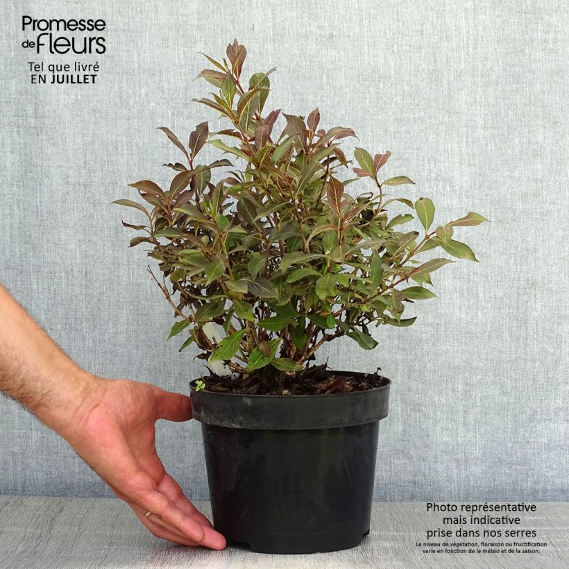 Exemplar von Weigela Black and White Topf mit 3L/4L wie im Sommer geliefert