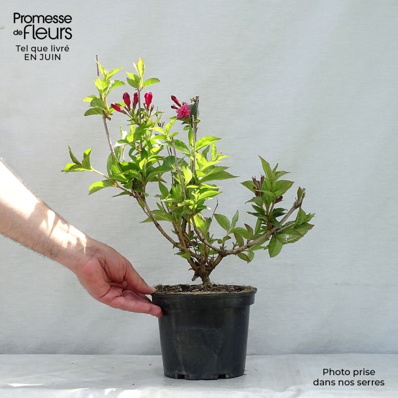 Exemplar von Weigela Bristol Ruby Topf mit 2L/3L wie im Sommer geliefert