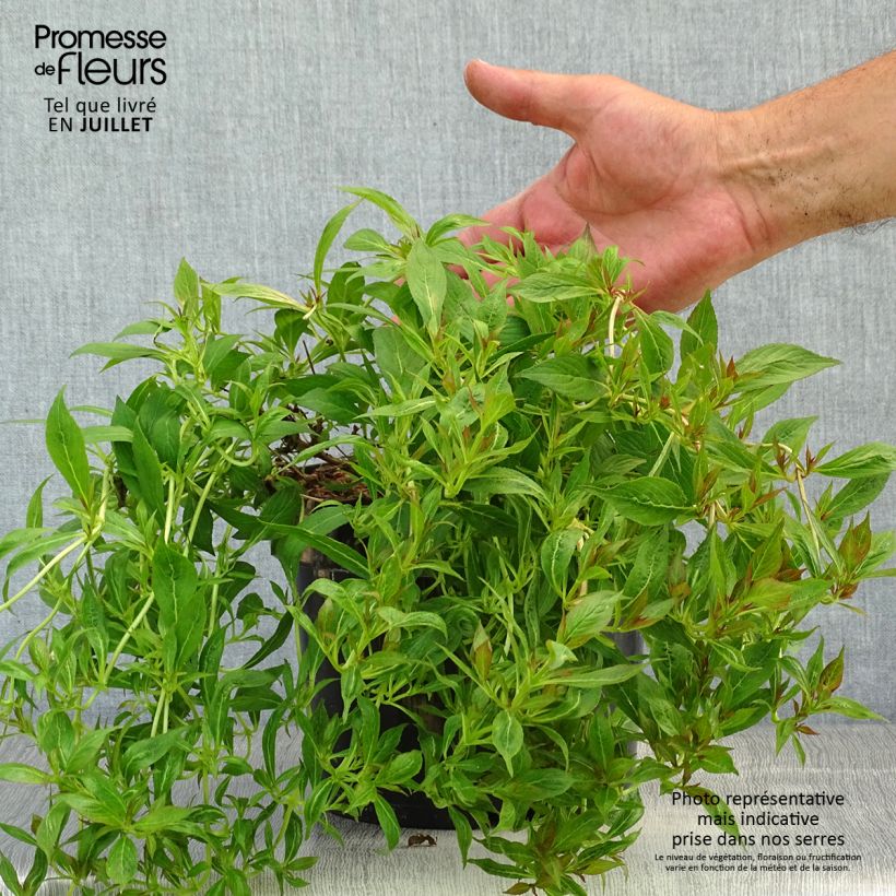 Exemplar von Weigela Picobella Bianco Topf mit 3L/4L wie im Sommer geliefert