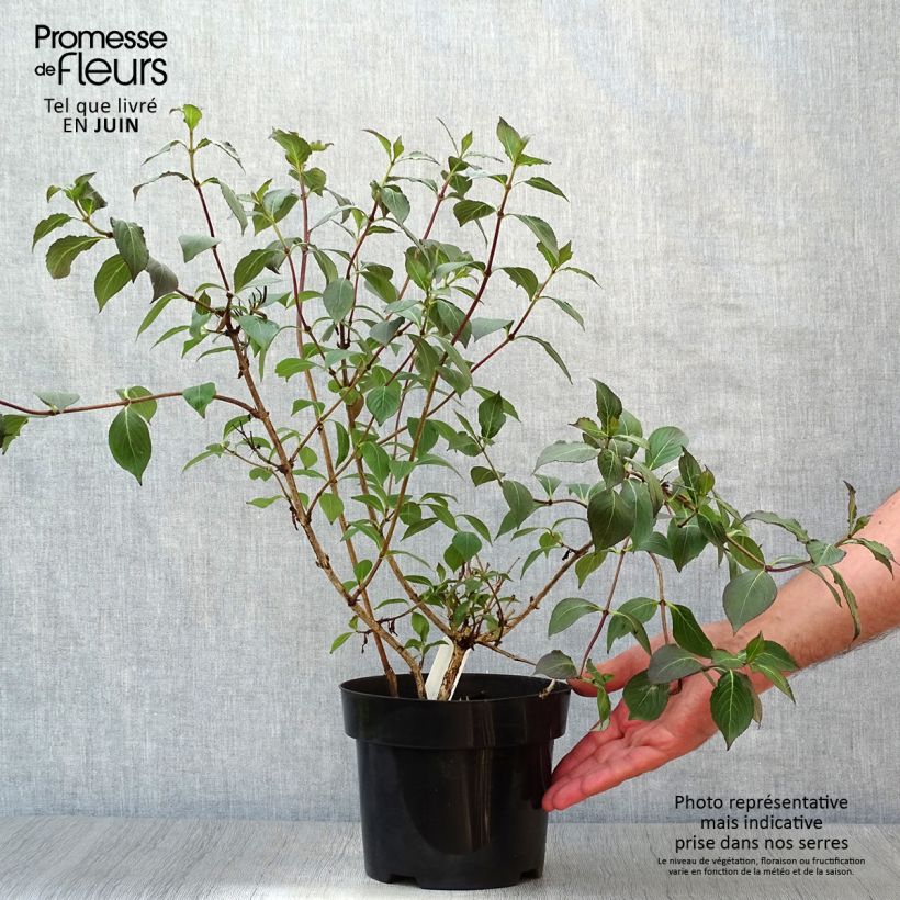 Exemplar von Weigela Wings of Fire Topf mit 3L/4L wie im Sommer geliefert