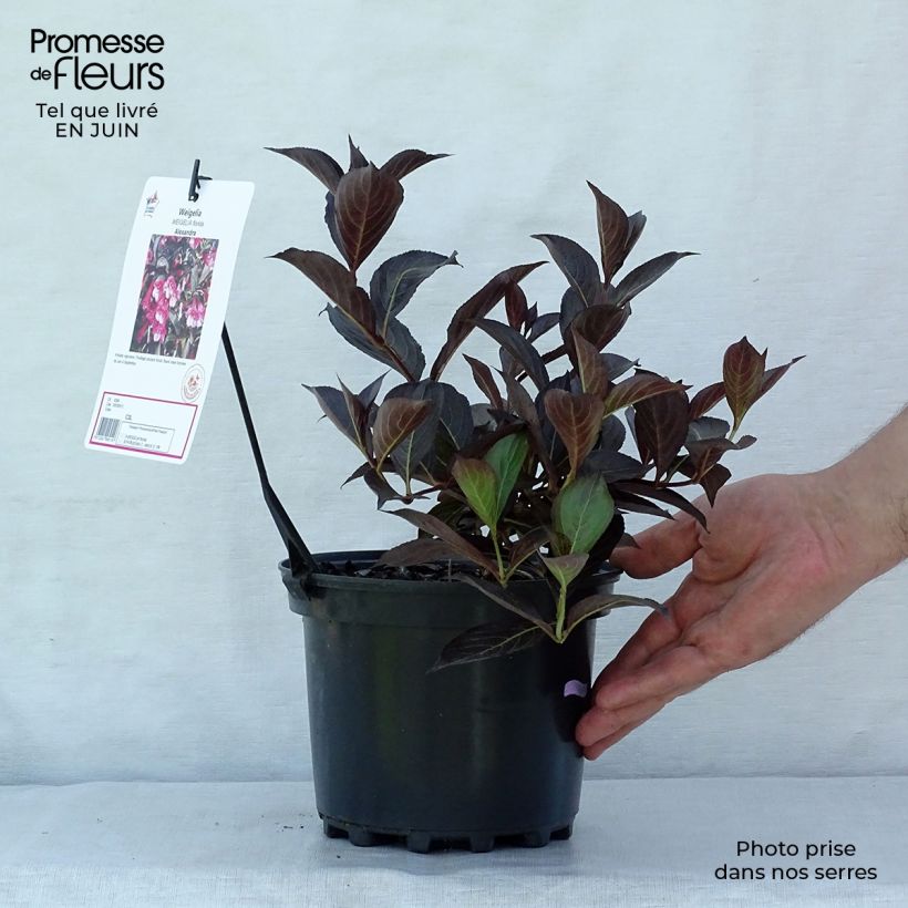 Exemplar von Weigela Alexandra Topf mit 2L/3L wie im Sommer geliefert