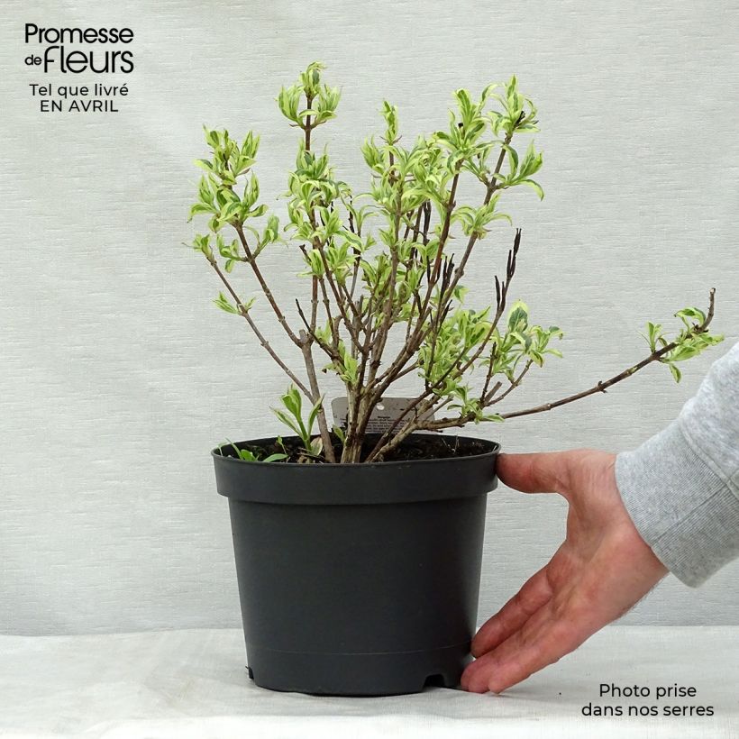 Exemplar von Weigela florida Magical Rainbow Topf mit 3L/4L wie im Frühjahr geliefert