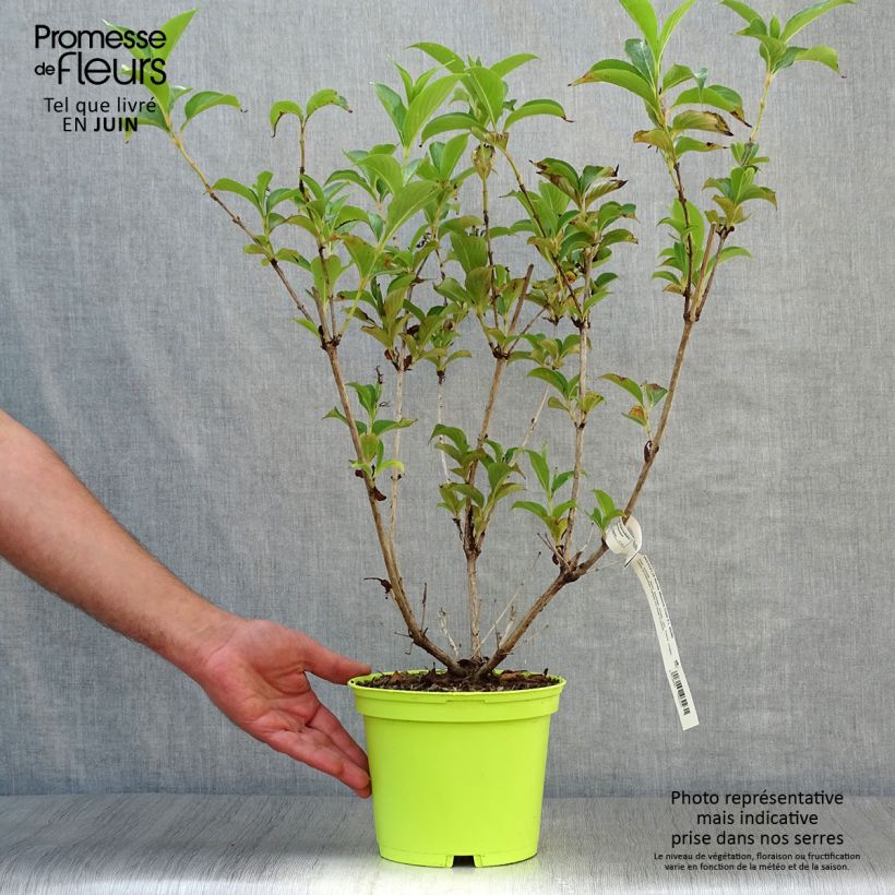 Exemplar von Weigela florida Marjorie Topf mit 2L/3L wie im Sommer geliefert