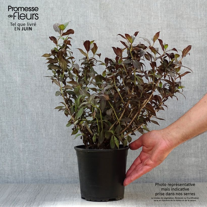Exemplar von Weigela Minor Black Topf mit 2L/3L wie im Sommer geliefert