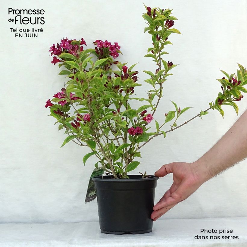 Exemplar von Weigela florida Brigela Topf mit 2L/3L wie im Sommer geliefert