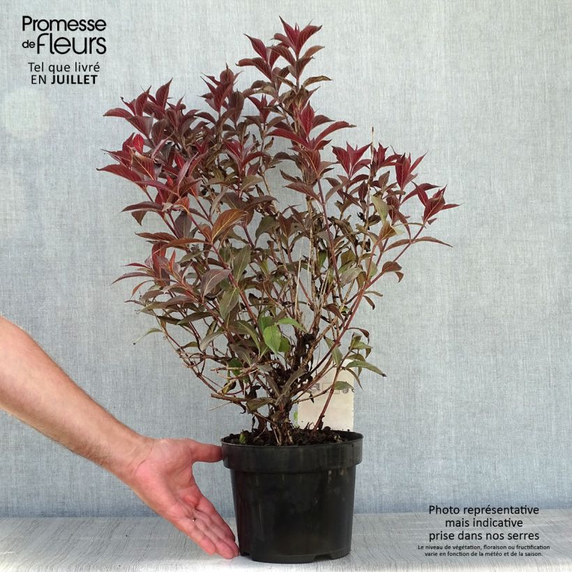Exemplar von Weigela florida Naomi Campbell Topf mit 2L/3L wie im Sommer geliefert