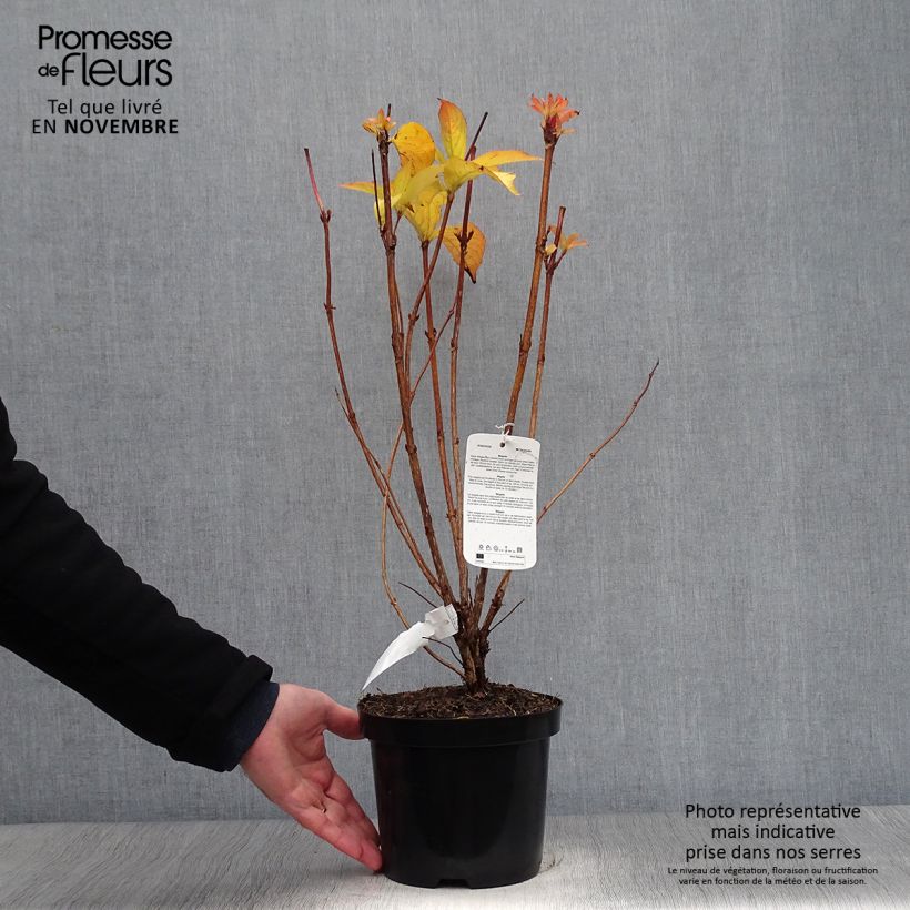 Exemplar von Weigela Carnaval Topf mit 3L/4L wie im Herbst geliefert