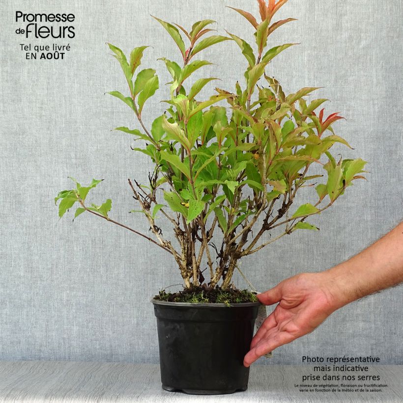 Exemplar von Weigela Red Prince Topf mit 2L/3L wie im Sommer geliefert