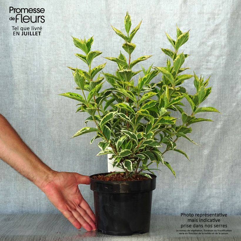 Exemplar von Weigela florida Nana Variegata Topf mit 2L/3L wie im Sommer geliefert