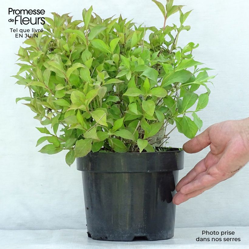 Exemplar von Weigela florida Princess Ayla Topf mit 3L/4L wie im Sommer geliefert
