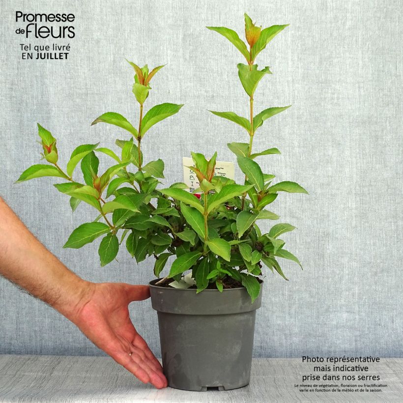 Exemplar von Weigela Cherry Love Topf mit 3L/4L wie im Sommer geliefert