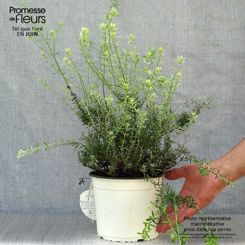 Exemplar von Westringia fruticosa White - Australischer Rosmarin Topf mit 2L/3L wie im Sommer geliefert