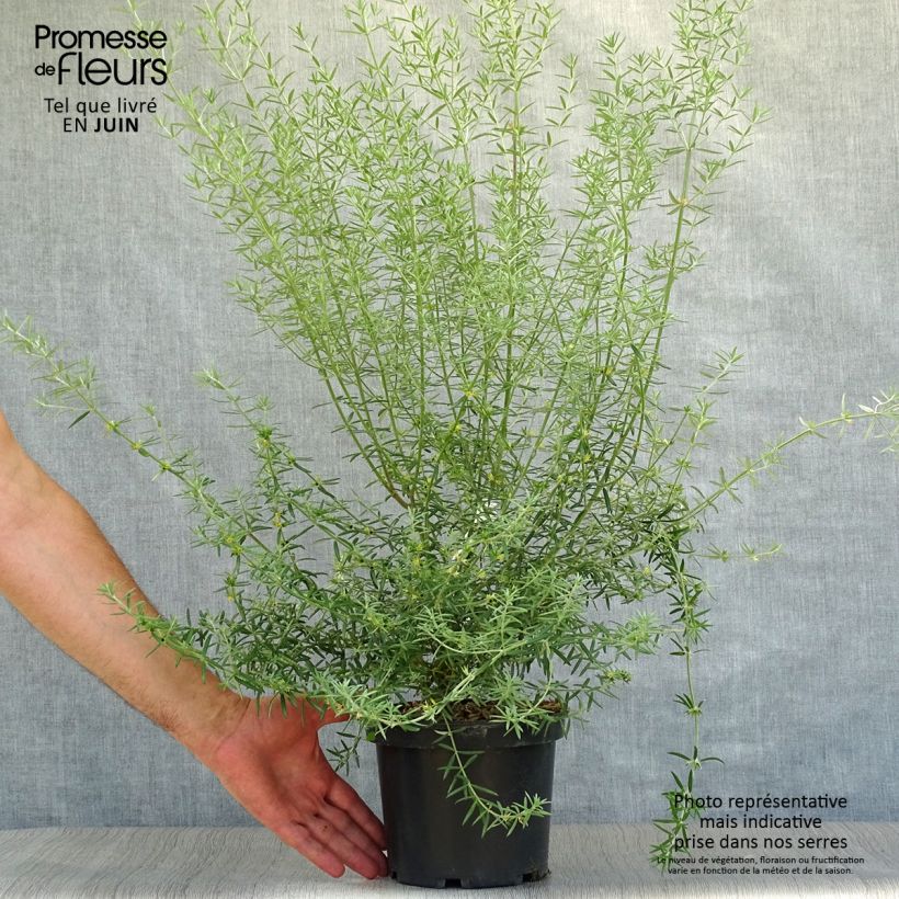 Exemplar von Westringia fruticosa - Australischer Rosmarin Topf mit 2L/3L wie im Sommer geliefert