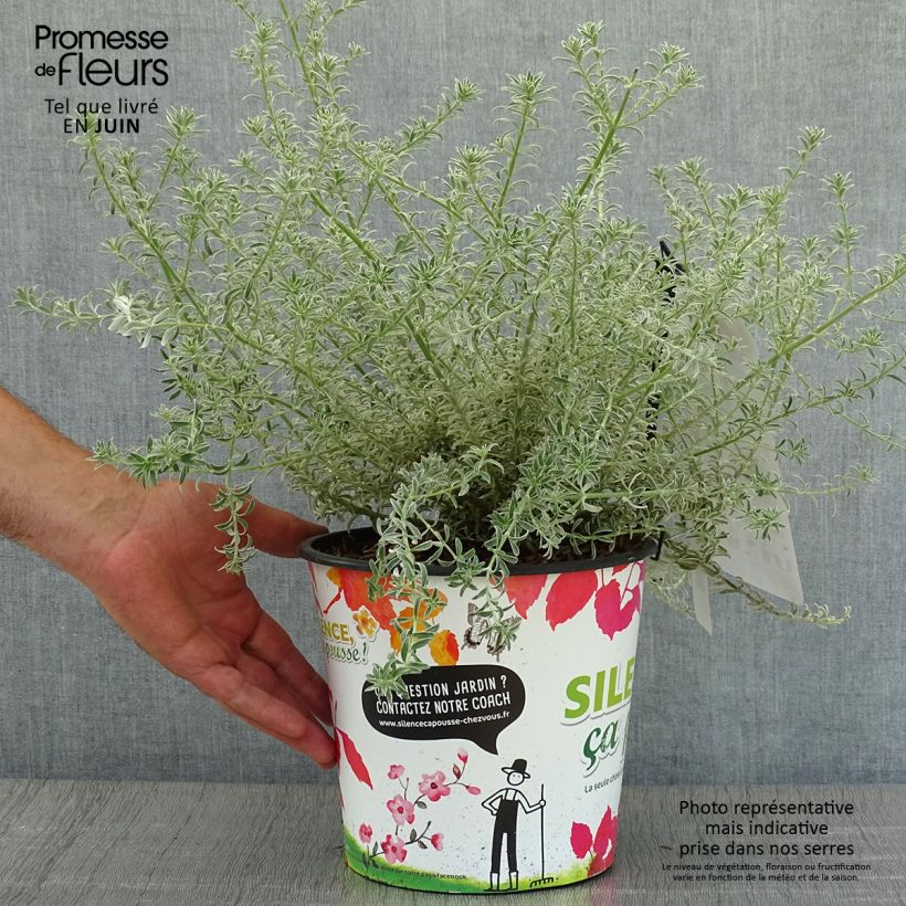 Exemplar von Westringia fruticosa Smookie - Australischer Rosmarin Topf mit 3L/4L wie im Sommer geliefert