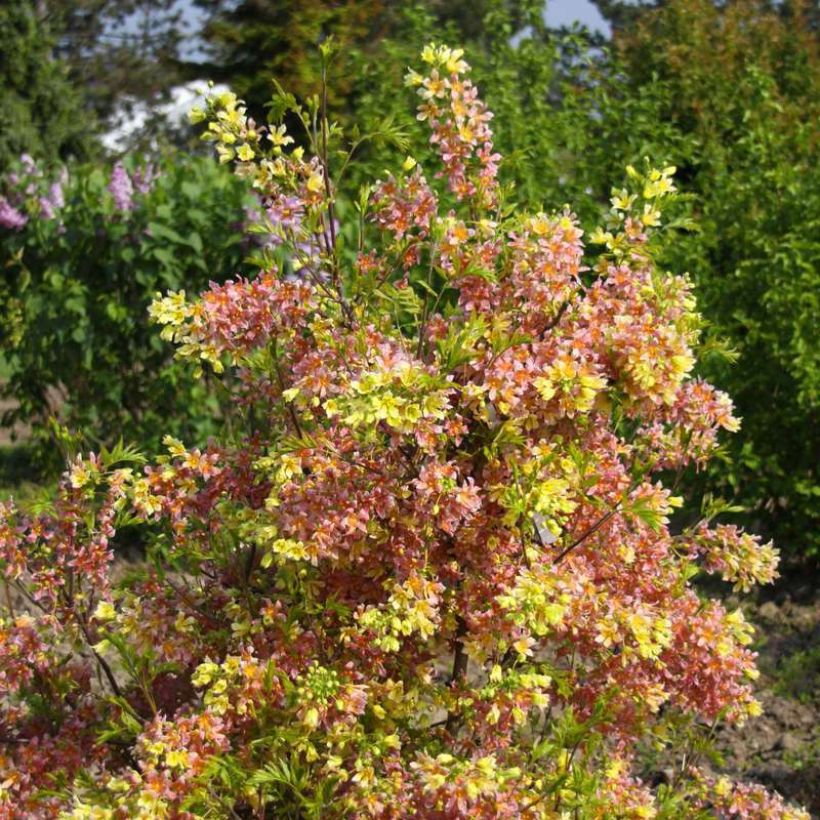 Xanthoceras sorbifolium HAPPY Orange - Gelbhorn (Hafen)
