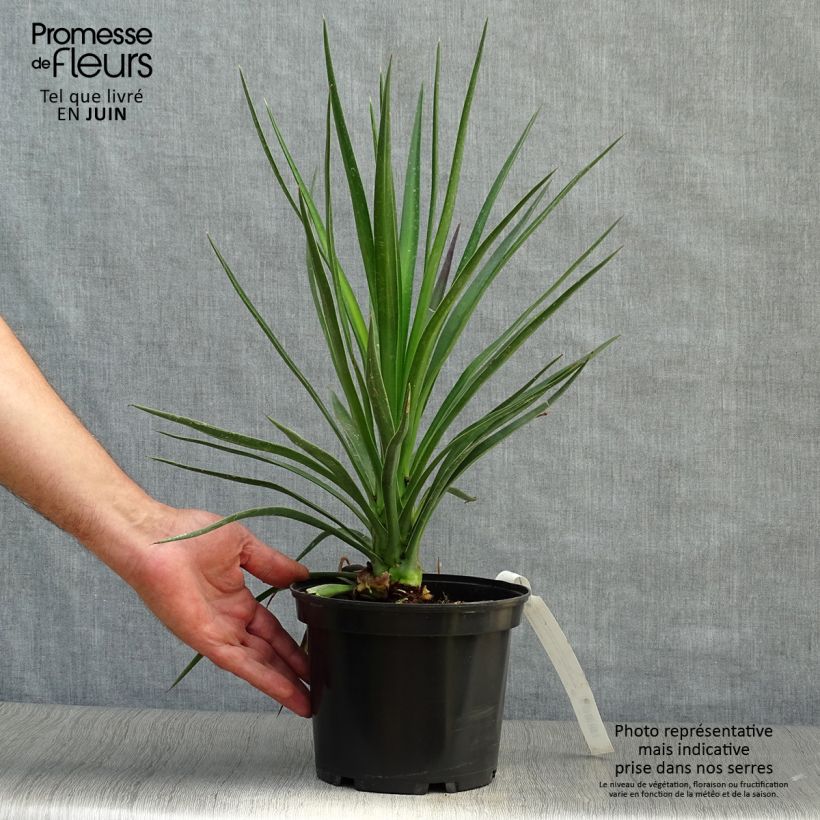 Exemplar von Yucca aloifolia - Graue Palmlilie Topf mit 2L/3L wie im Sommer geliefert