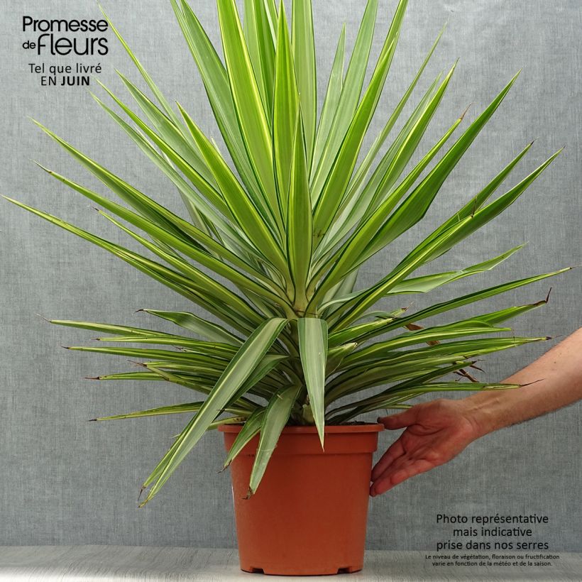 Exemplar von Yucca elephantipes Jewel - Riesen-Palmlilie Topf mit 7,5L/10L wie im Sommer geliefert
