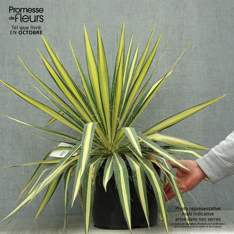 Exemplar von Yucca filamentosa Colour Guard - Fädige Palmlilie Topf mit 4L/5L wie im Herbst geliefert