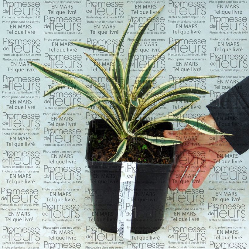 Beispiel eines Exemplars von Yucca filamentosa Ivory Tower - Fädige Palmlilie Topf mit 2L/3L wie geliefert