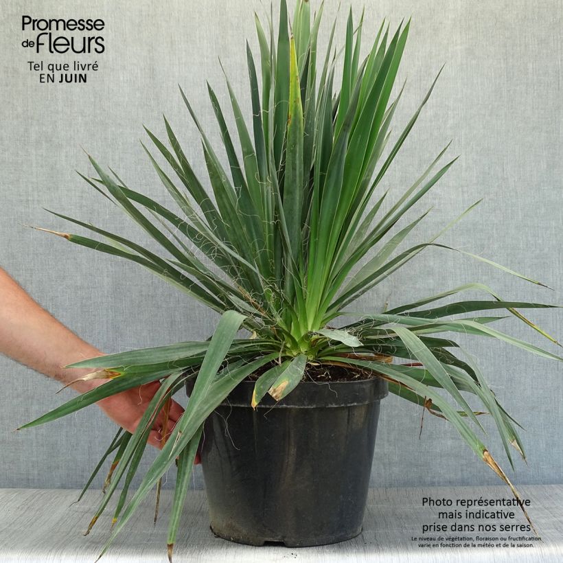 Exemplar von Yucca filamentosa - Fädige Palmlilie Topf mit 6L/7L wie im Sommer geliefert