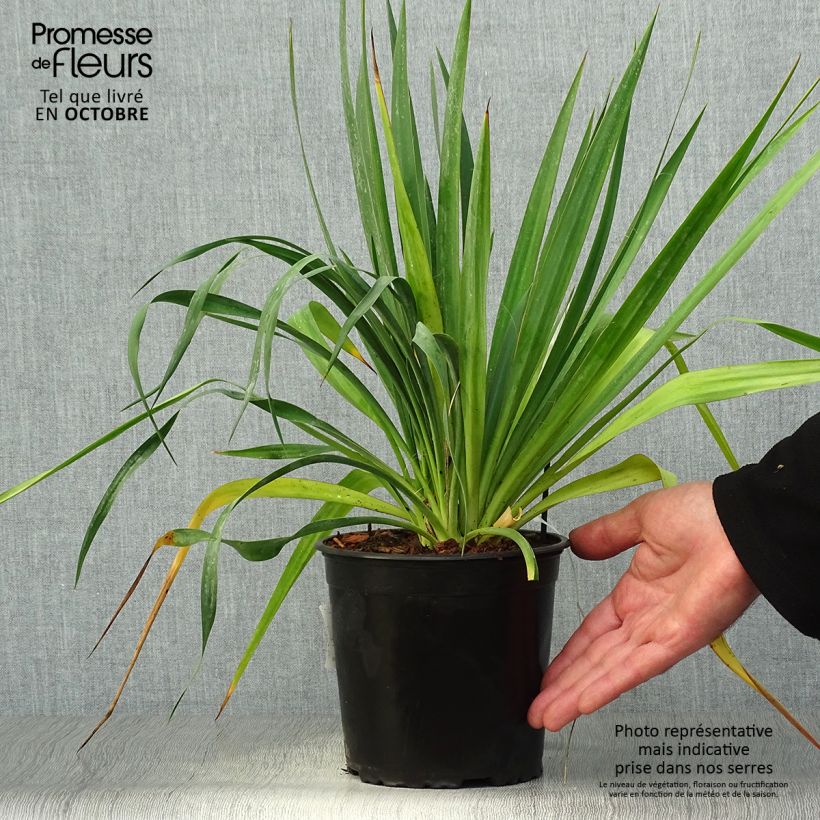 Exemplar von Yucca filamentosa - Fädige Palmlilie Topf mit 2L/3L wie im Herbst geliefert