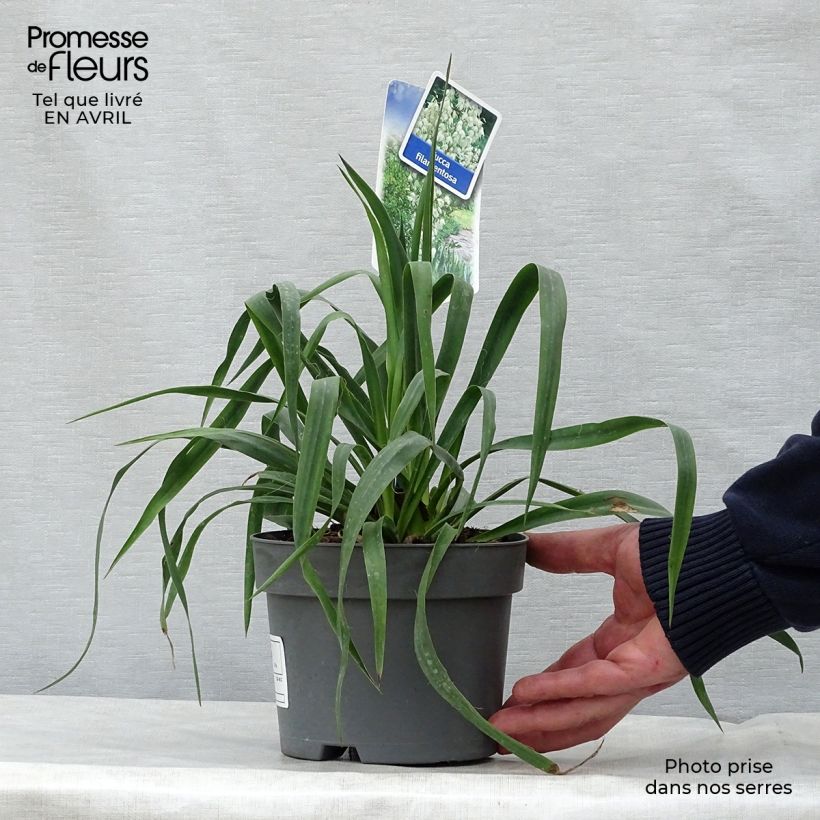 Exemplar von Yucca filamentosa - Fädige Palmlilie Topf mit 2L/3L wie im Frühjahr geliefert