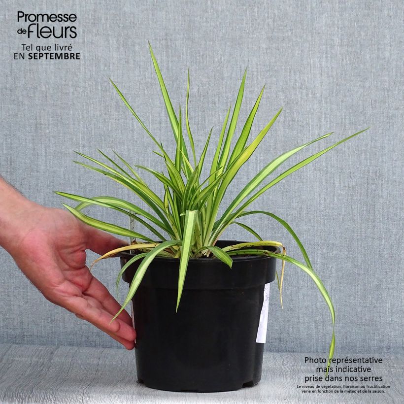 Exemplar von Yucca flaccida Golden Sword - Schlaffe Palmlilie Topf mit 2L/3L wie im Sommer geliefert