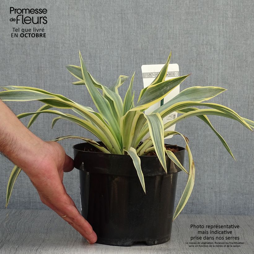 Exemplar von Yucca gloriosa Citrus twist - Kerzen-Palmlilie Topf mit 2L/3L wie im Herbst geliefert