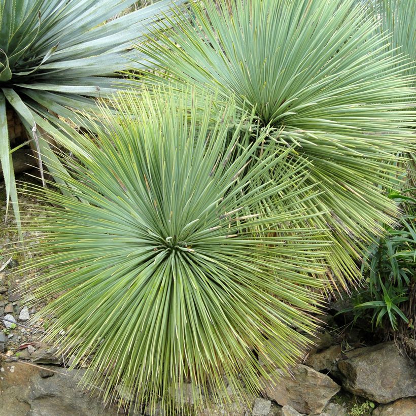 Yucca linearifolia - Schmalblättrige Yucca (Laub)
