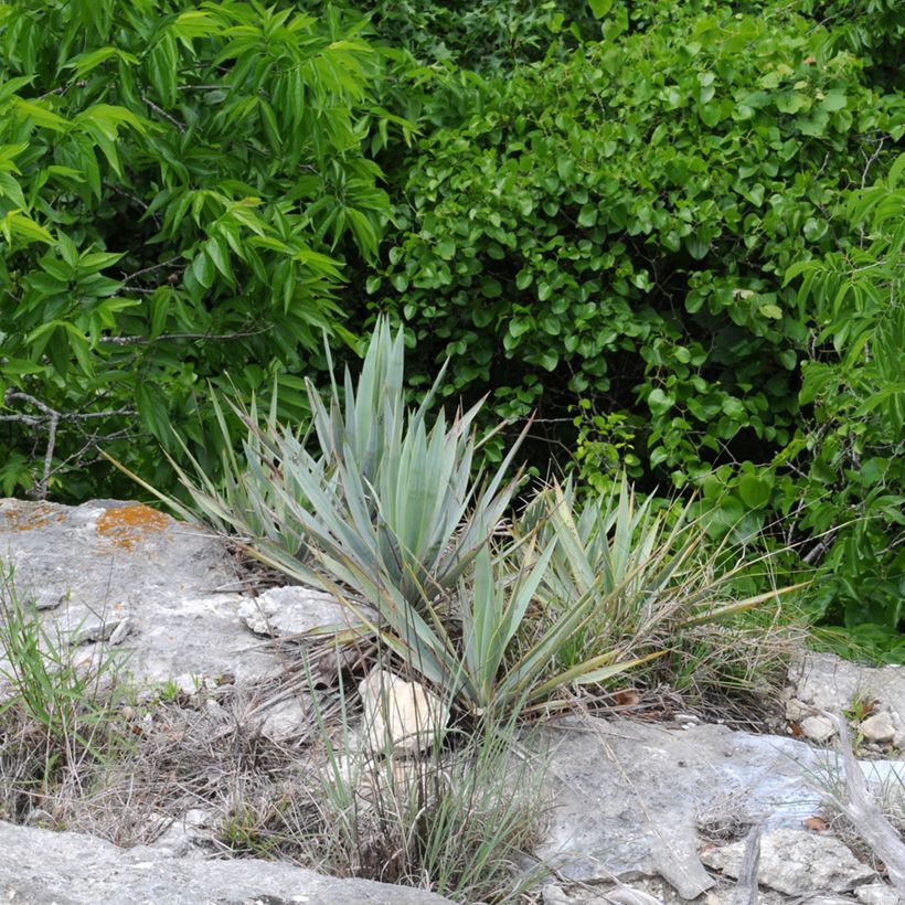 Yucca pallida (Hafen)
